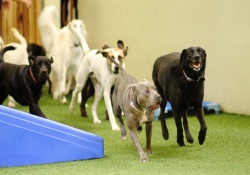 doggy day care with dog transportation in san francisco, california