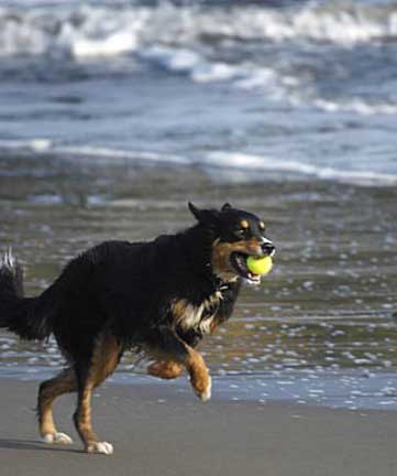 dogs playing in san francisco