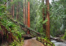dog park in san francisco, California muir woods
