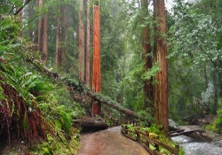 dog park in san francisco, California muir woods