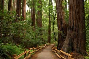 muir woods