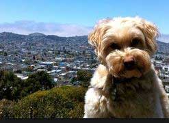 dog park in san francisco