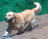 doggy daycare in san francisco