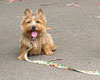 dog walker in san francisco