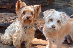 dog day care in san francisco, california