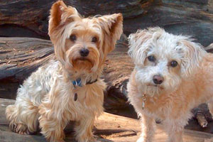 doggy daycare in san francisco