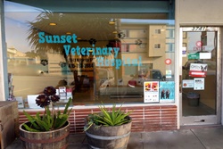 vet in san francisco pet friendly veterinary hospital in san francisco ca